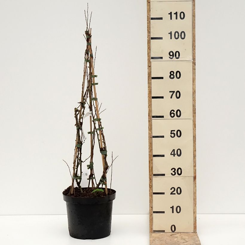 Example of Chaenomeles superba Cameo - Dwergkwee Pot van 7,5 l/10 l as you get in hiver