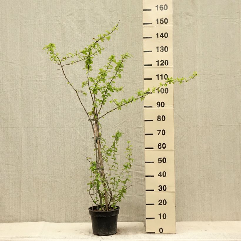 Exemplaar van Chaenomeles superba Cameo - Dwergkwee Pot van 3 l/4 l zoals geleverd in de zomer