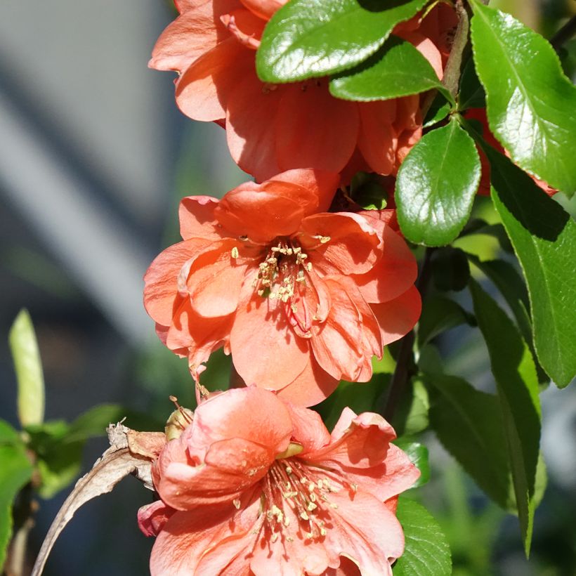 Chaenomeles superba Cameo - Dwergkwee (Bloei)