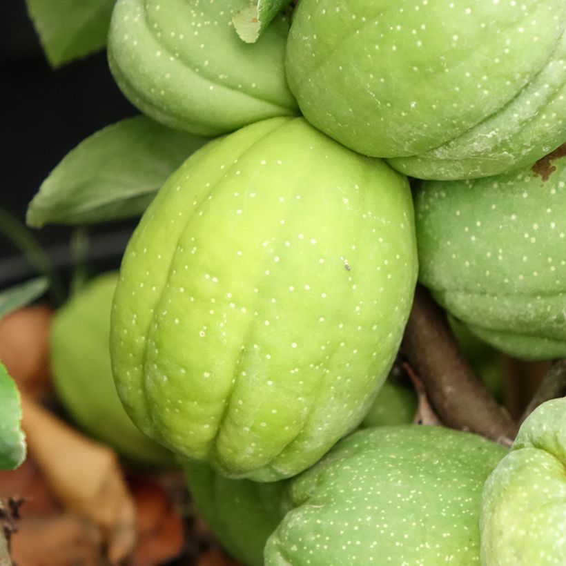 Chaenomeles superba Cameo - Dwergkwee (Oogst)