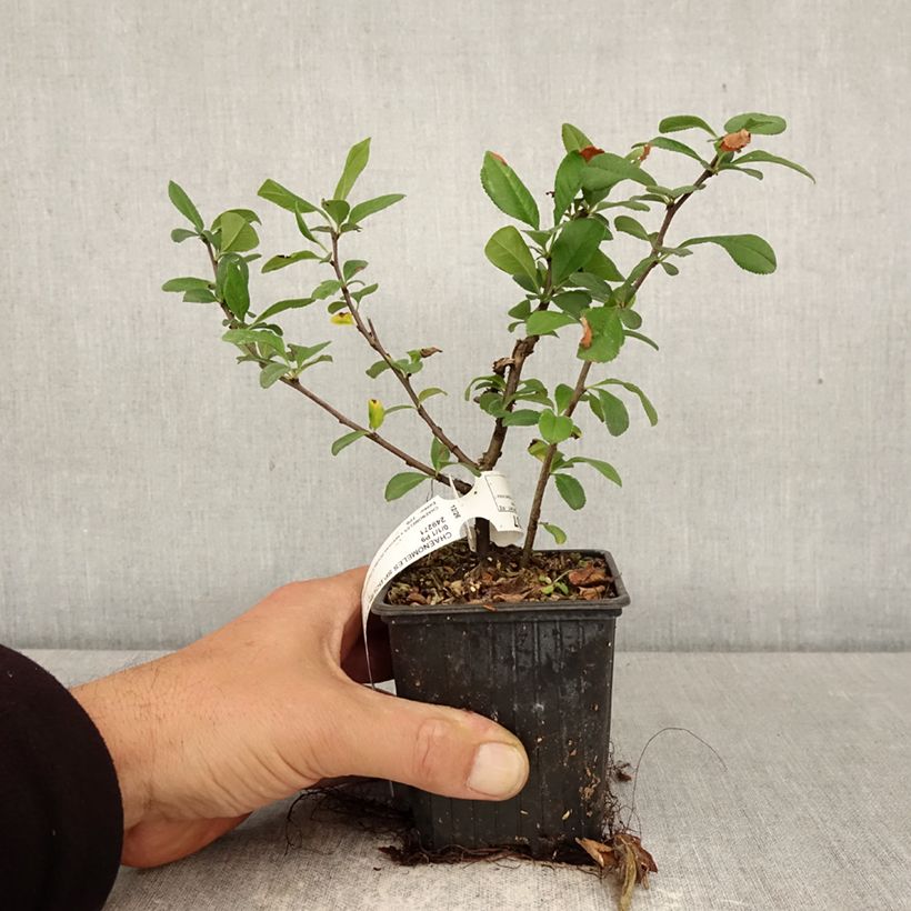 Exemplaar van Chaenomeles speciosa Double Delice Love - Chinese sierkwee Kweekpotje van 8/9 cm zoals geleverd in de lente