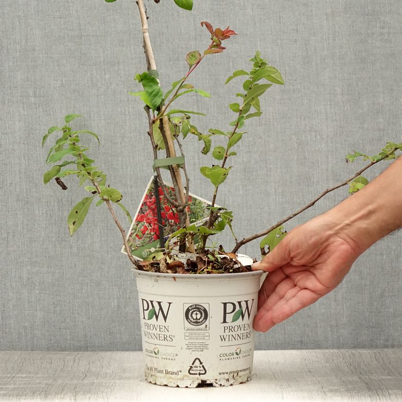 Exemplaar van Chaenomeles speciosa Mango Storm - Chinese sierkwee Pot van 3 l/4 l zoals geleverd in de zomer
