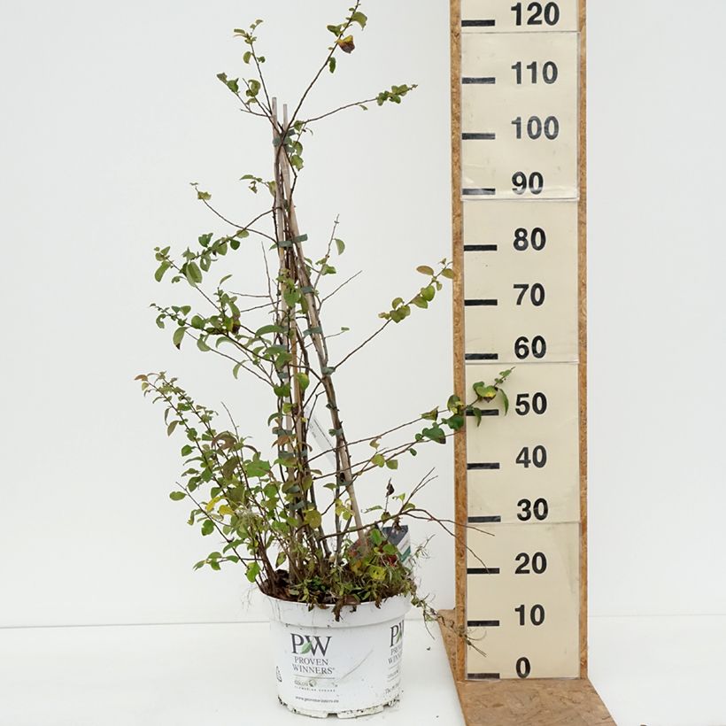Exemplaar van Chaenomeles speciosa Mango Storm - Chinese sierkwee Pot van 7,5 l/10 l zoals geleverd in de herfst