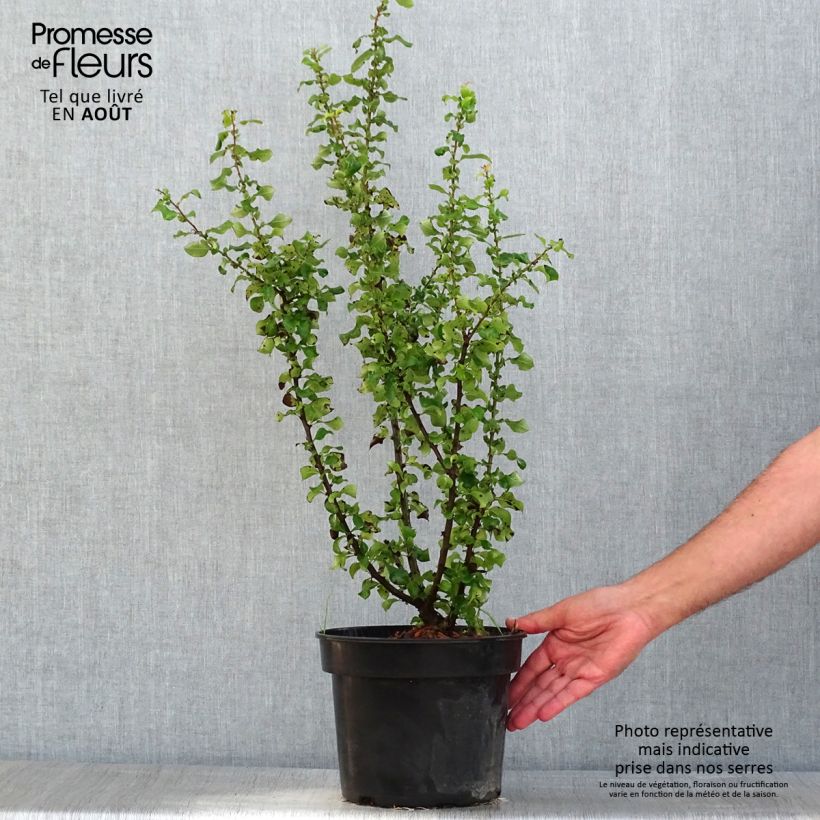 Exemplaar van Chaenomeles speciosa Red Kimono - Chinese sierkwee Pot van 4 l/5 l zoals geleverd in de zomer