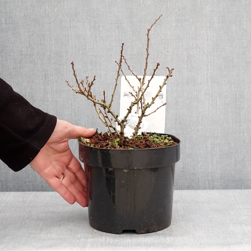 Example of Cognassier du Japon - Chaenomeles speciosa Red Kimono Pot van 4 l/5 l as you get in hiver