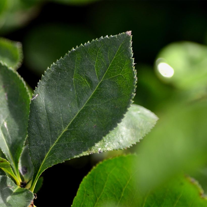 Chaenomeles superba Nicoline - Chinese sierkwee (Foliage)