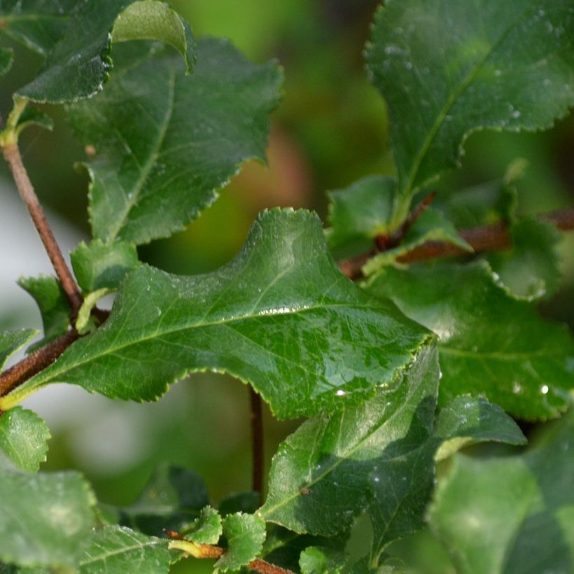 Chaenomeles superba Red Joy - Dwergkwee (Foliage)