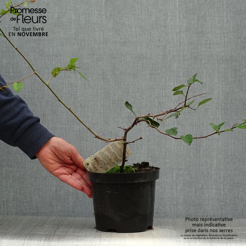 Exemplaar van Chaenomeles superba Etna - Chinese sierkwee Pot van 2 l/3 l zoals geleverd in de herfst
