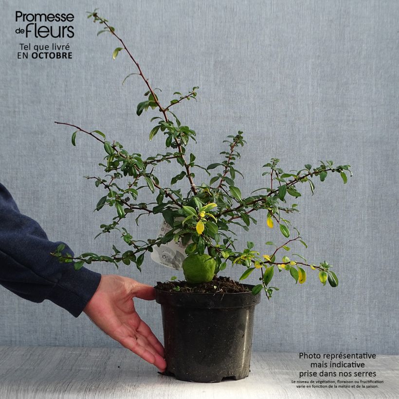 Exemplaar van Chaenomeles superba Hollandia - Chinese sierkwee Pot van 2 l/3 l zoals geleverd in de herfst
