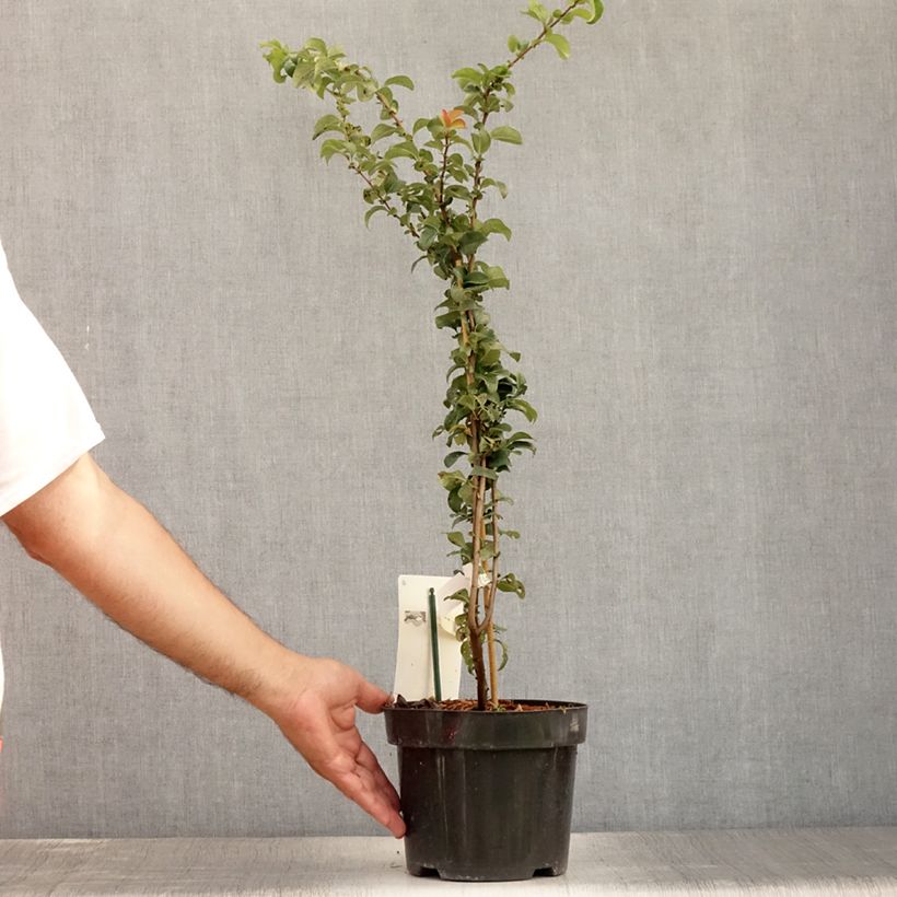 Example of Cognassier du Japon - Chaenomeles x superba Salmon Horizon Pot van 2 l/3 l as you get in ete