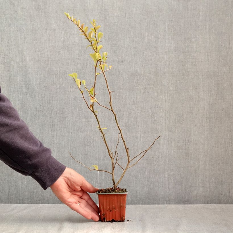Exemplaar van Chaenomeles superba Salmon Horizon - Chinese sierkwee Kweekpotje van 8/9 cm zoals geleverd in de herfst