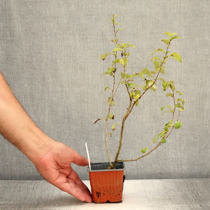 Exemplaar van Chaenomeles superba Salmon Horizon - Chinese sierkwee Kweekpotje van 8/9 cm zoals geleverd in de zomer