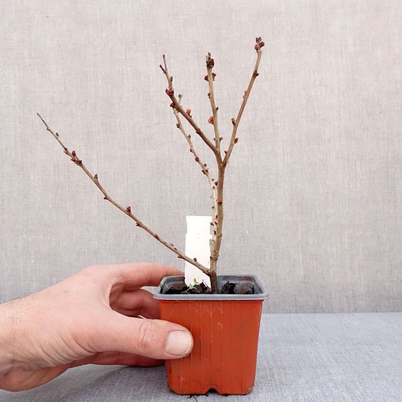 Example of Cognassier du Japon - Chaenomeles x superba Salmon Horizon Kweekpotje van 8/9 cm as you get in hiver
