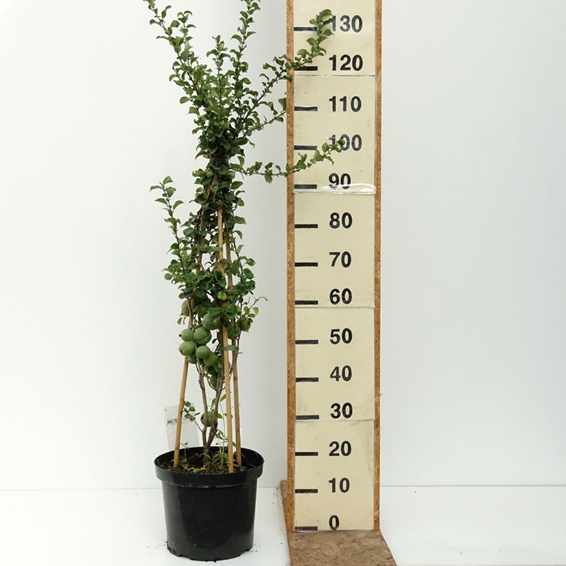 Exemplaar van Chaenomeles superba Salmon Horizon - Chinese sierkwee Pot van 7,5 l/10 l zoals geleverd in de zomer
