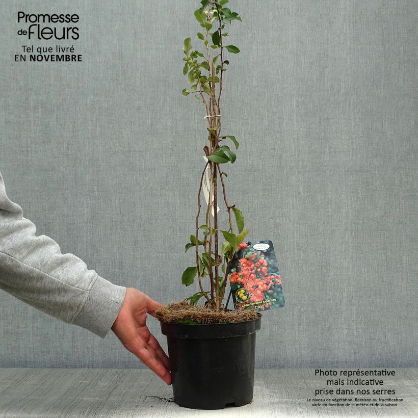 Exemplaar van Japanse sierkwee Cido Pot van 2 l/3 l zoals geleverd in de herfst
