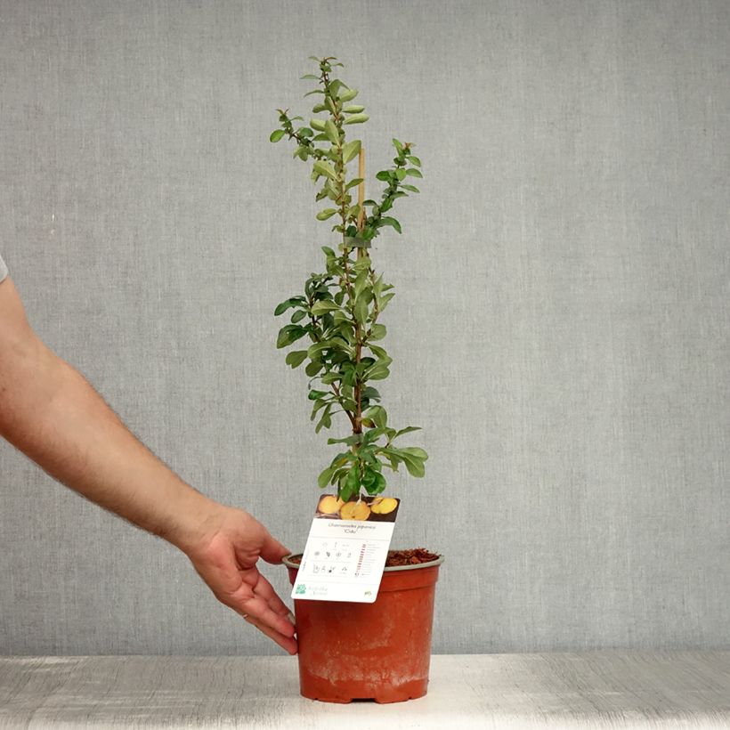 Exemplaar van Japanse sierkwee Cido Pot van 2 l/3 l zoals geleverd in de zomer