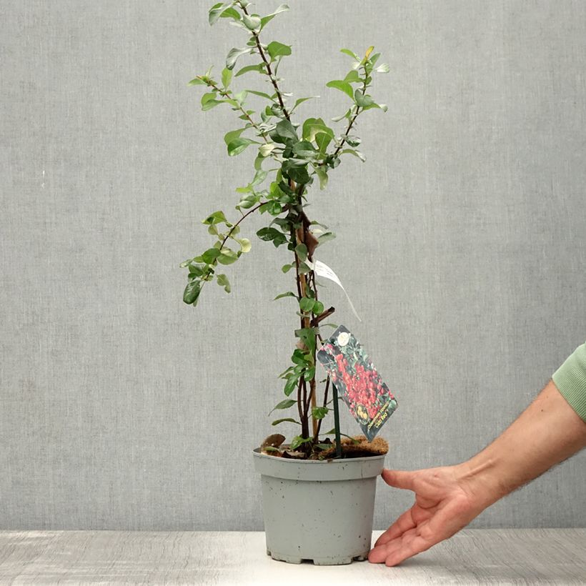 Exemplaar van Japanse sierkwee Cido Red Pot van 2 l/3 l, Pol zoals geleverd in de zomer