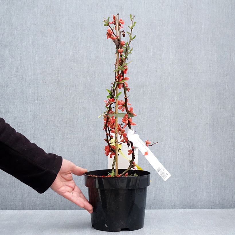 Exemplaar van Chaenomeles superba Clementine - Chinese sierkwee Pot van 3 l/4 l zoals geleverd in de lente