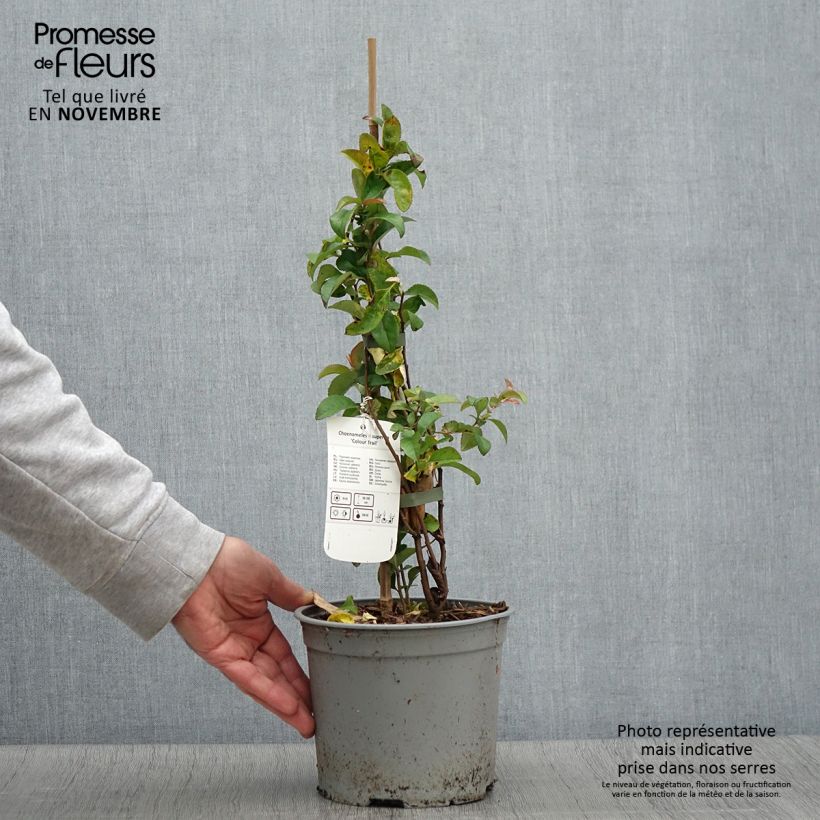 Exemplaar van Chaenomeles superba Colour Trail - Chinese sierkwee Pot van 3 l/4 l zoals geleverd in de herfst