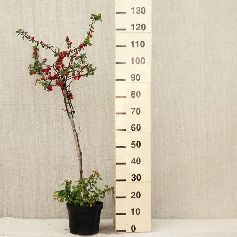 Exemplaar van Chaenomeles superba Colour Trail - Chinese sierkwee Pot van 3 l/4 l zoals geleverd in de lente