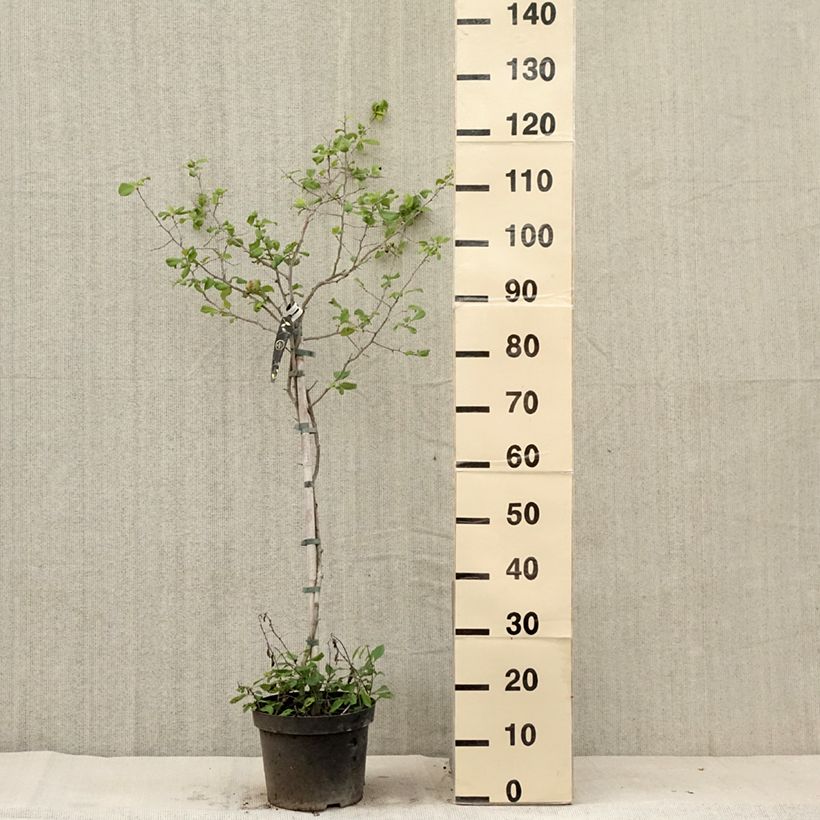 Exemplaar van Chaenomeles superba Crimson and Gold - Chinese sierkwee Pot van 4 l/5 l zoals geleverd in de zomer