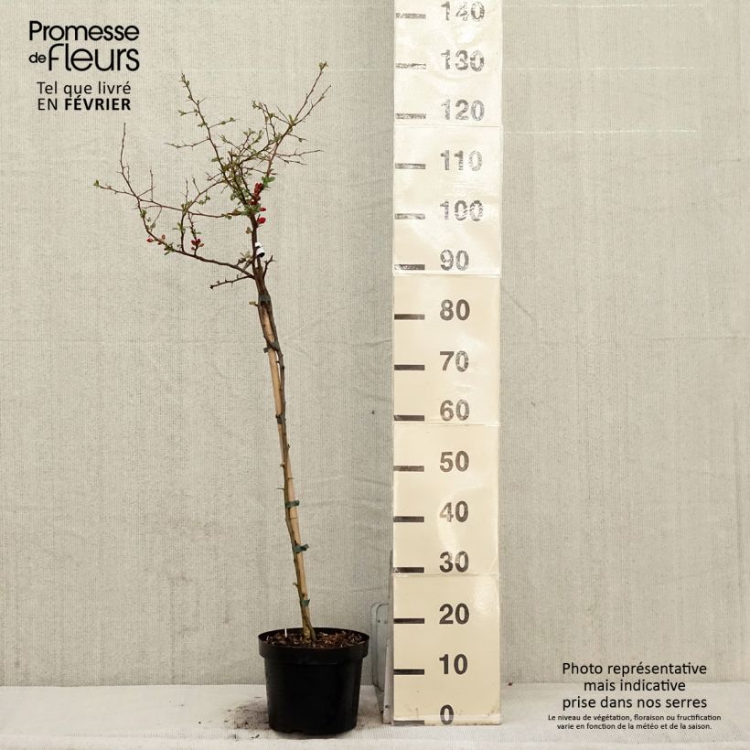 Example of Cognassier du Japon Crimson and Gold - Chaenomeles superba Pot van 4 l/5 l as you get in hiver