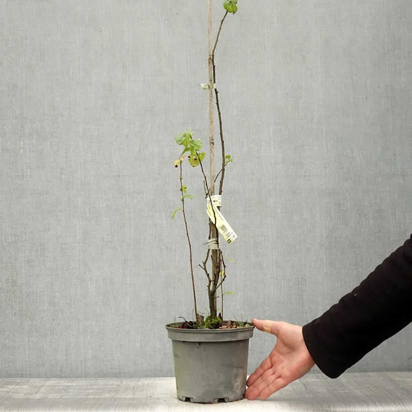 Exemplaar van Chaenomeles speciosa Falconnet Charlet - Chinese sierkwee Pot van 2 l/3 l zoals geleverd in de herfst