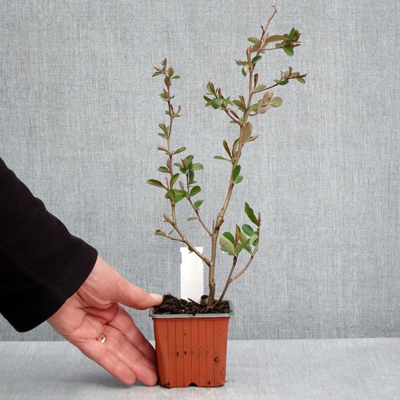 Exemplaar van Chaenomeles speciosa Fire dance - Chinese sierkwee Kweekpotje van 8/9 cm zoals geleverd in de lente