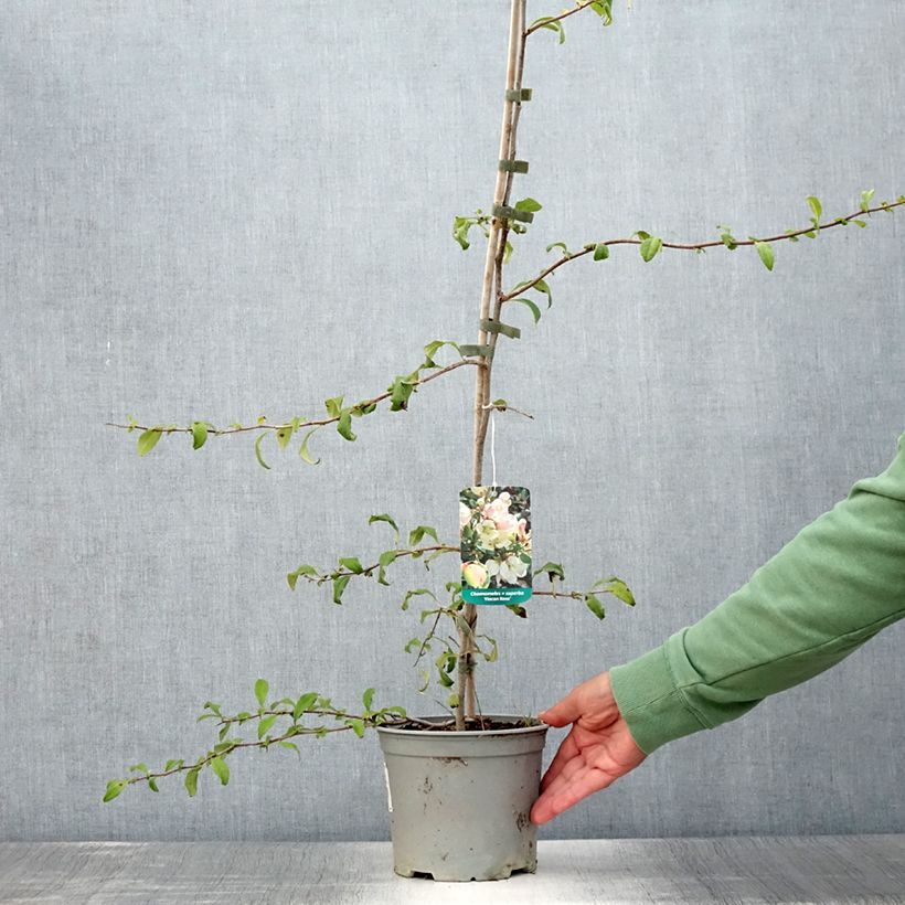 Exemplaar van Chaenomeles speciosa Flocon Rose - Chinese sierkwee Pot van 3 l/4 l zoals geleverd in de zomer