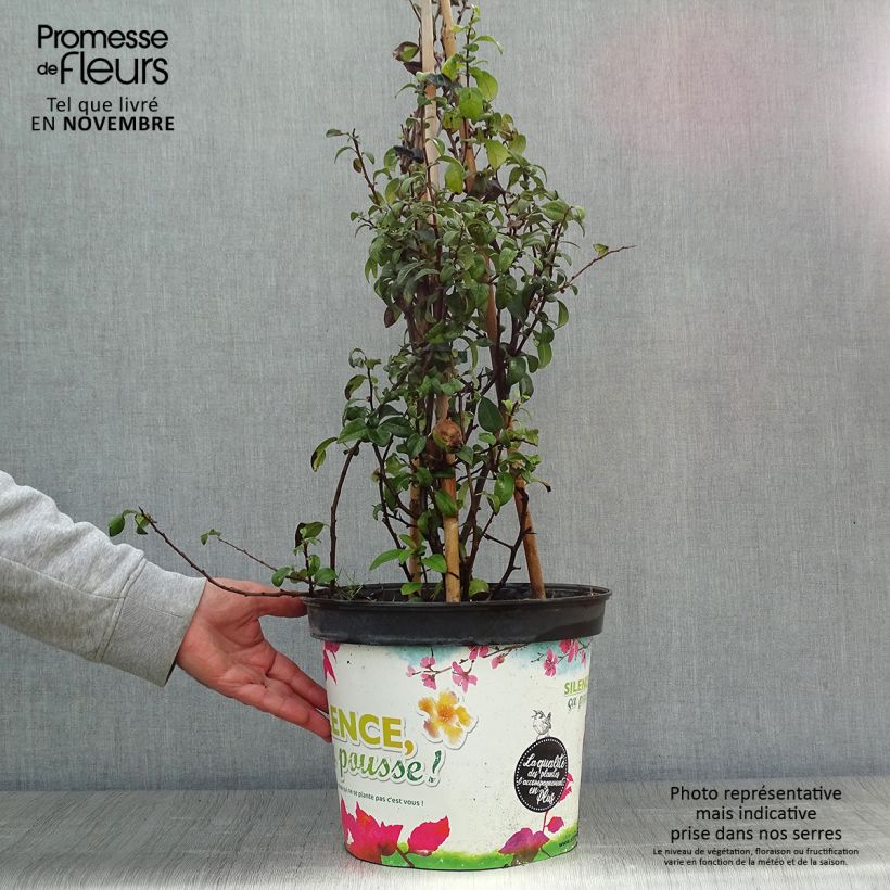 Exemplaar van Chaenomeles speciosa Friesdorfer - Chinese sierkwee Pot van 7,5 l/10 l zoals geleverd in de herfst