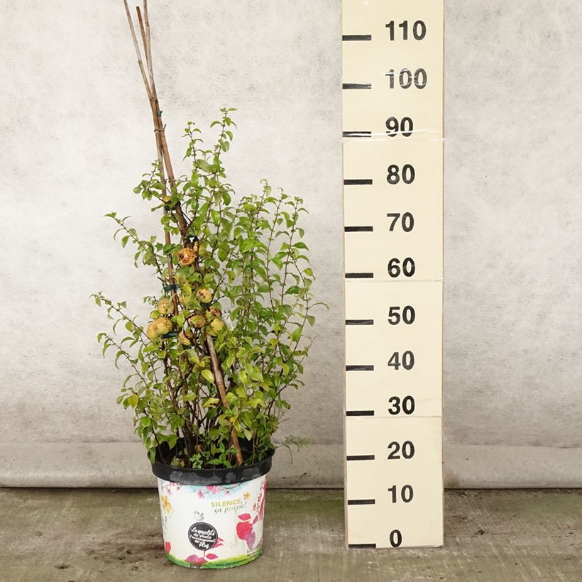 Exemplaar van Chaenomeles speciosa Friesdorfer - Chinese sierkwee Pot van 7,5 l/10 l zoals geleverd in de zomer