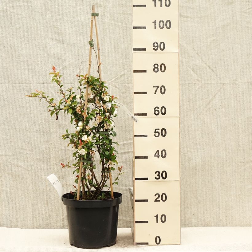 Example of Cognassier du Japon Jet Trail - Chaenomeles superba  Pot van 7,5 l/10 l as you get in printemps