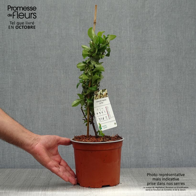 Exemplaar van Chaenomeles superba Jet Trail - Chinese sierkwee Pot van 3 l/4 l zoals geleverd in de herfst
