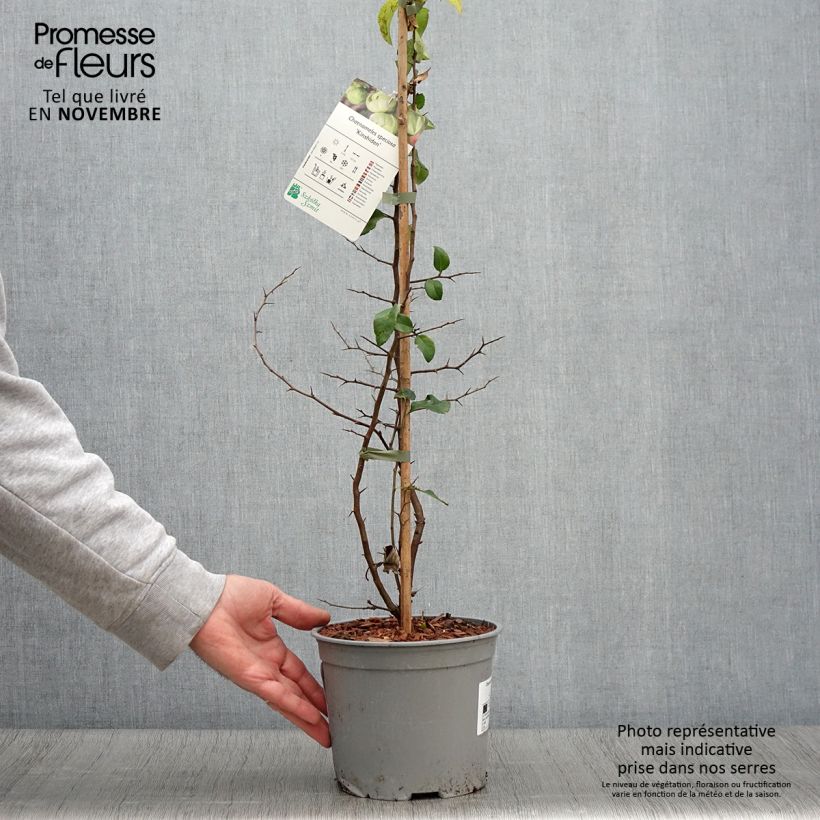 Exemplaar van Chaenomeles speciosa Kinshiden - Chinese sierkwee Pot van 3 l/4 l zoals geleverd in de herfst