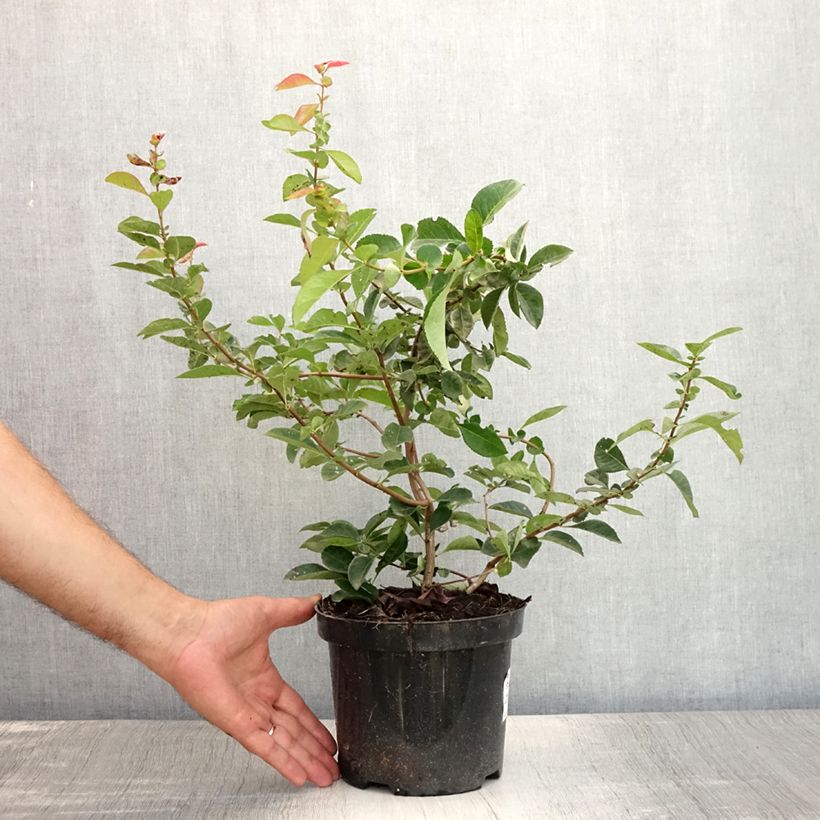 Exemplaar van Chaenomeles superba Nicoline - Chinese sierkwee Pot van 2 l/3 l zoals geleverd in de zomer