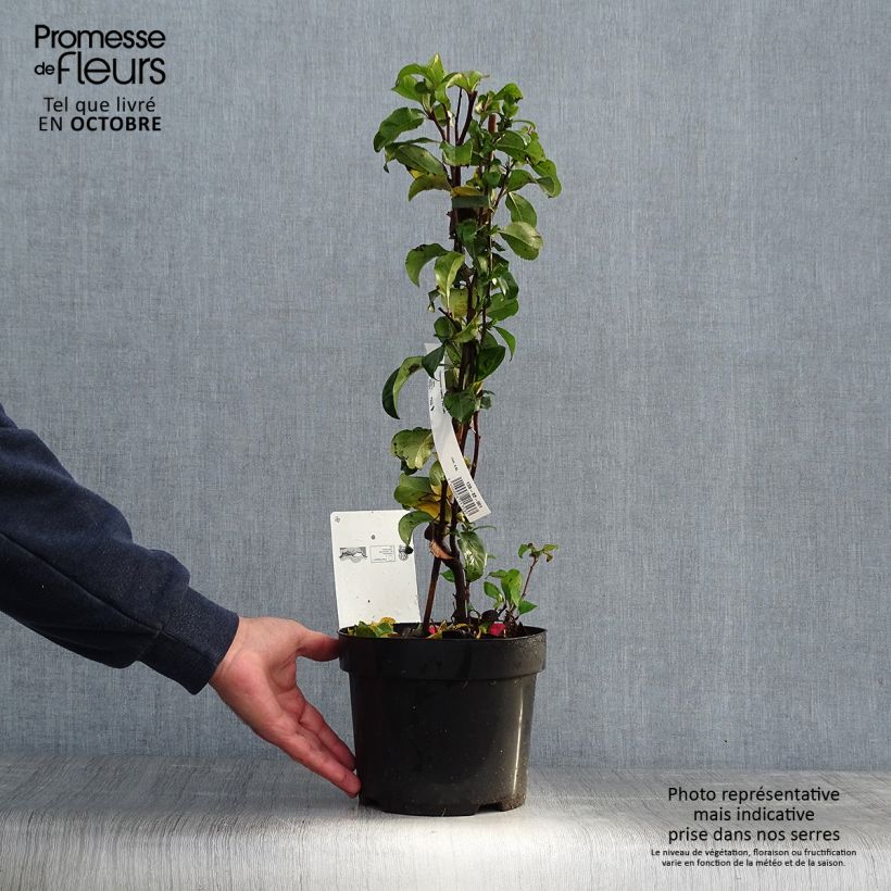 Exemplaar van Chaenomeles superba Pink Lady - Chinese sierkwee Pot van 2 l/3 l zoals geleverd in de herfst