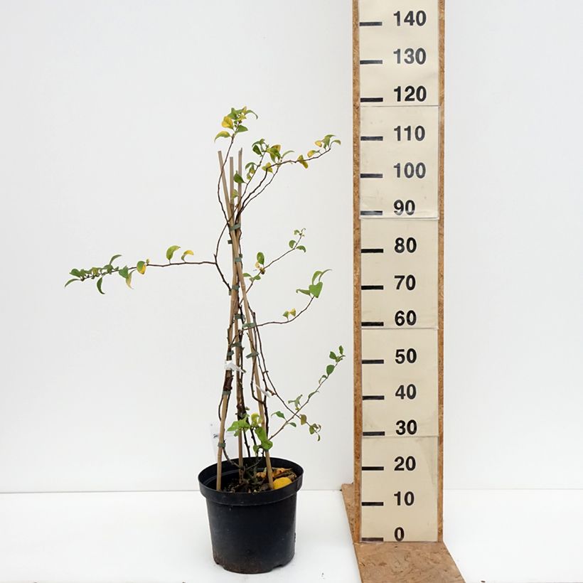 Example of Cognassier du Japon Pink Lady - Chaenomeles superba  Pot van 7,5 l/10 l as you get in automne