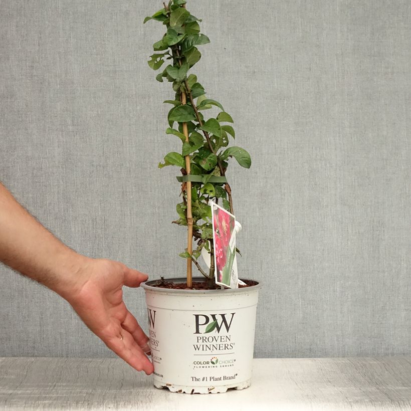 Exemplaar van Chaenomeles speciosa Pink Storm - Chinese sierkwee Pot van 2 l/3 l zoals geleverd in de zomer