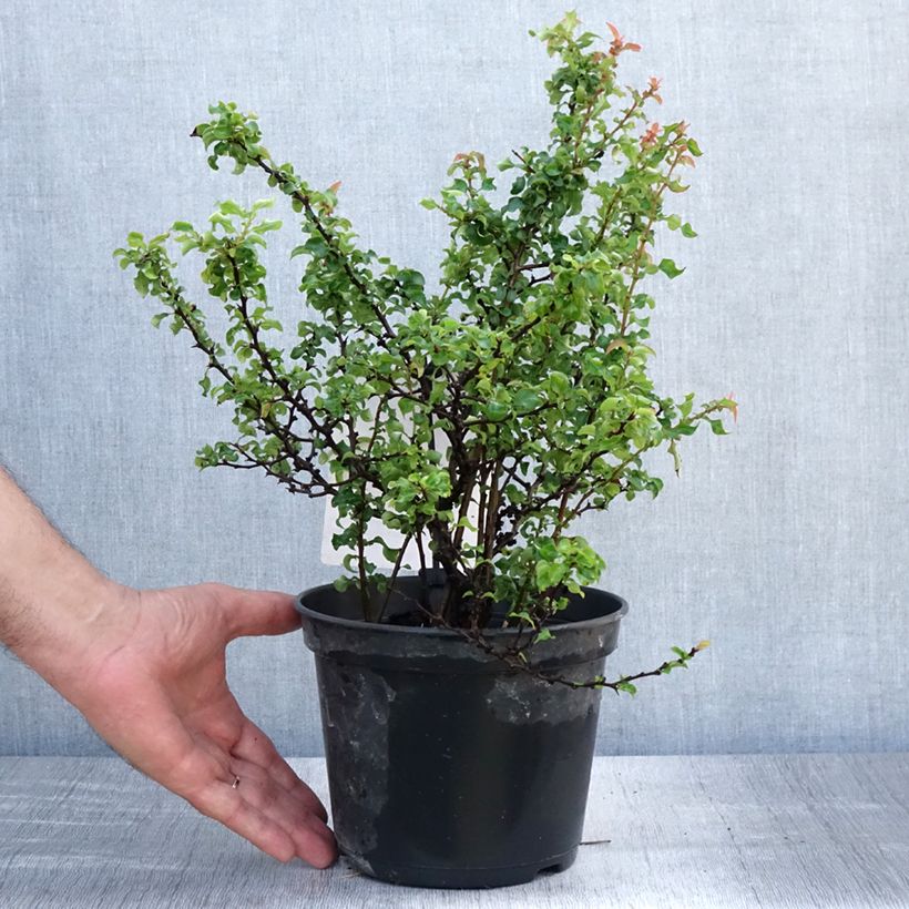 Exemplaar van Chaenomeles superba Red Joy - Dwergkwee Pot van 2 l/3 l zoals geleverd in de zomer