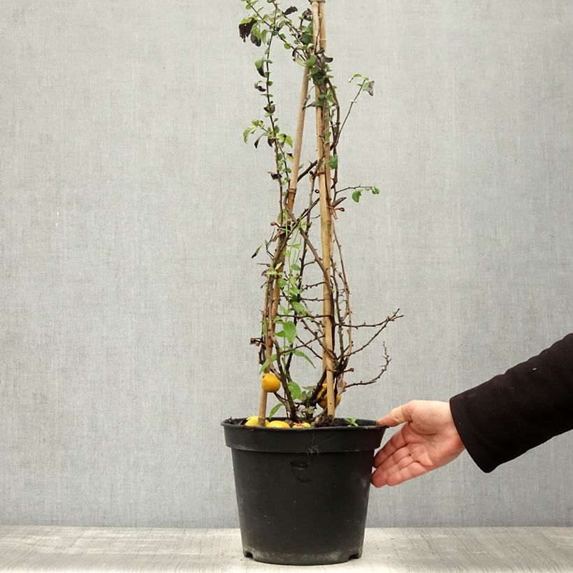 Exemplaar van Chaenomeles speciosa Rubra - Chinese sierkwee Pot van 7,5 l/10 l zoals geleverd in de herfst