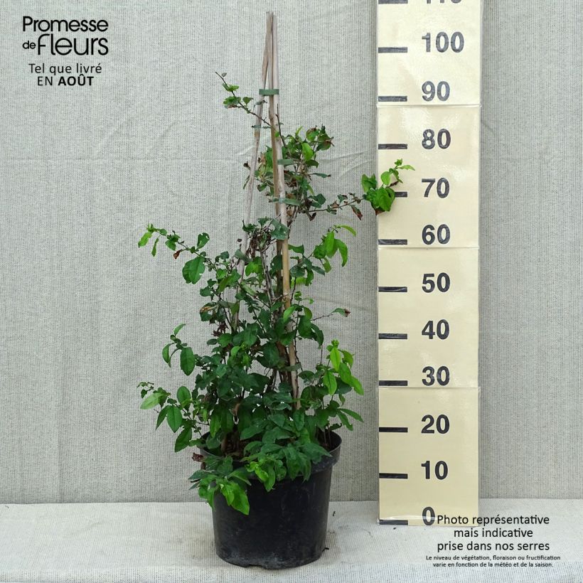 Exemplaar van Chaenomeles speciosa Yukigoten - Chinese sierkwee Pot van 7,5 l/10 l zoals geleverd in de zomer