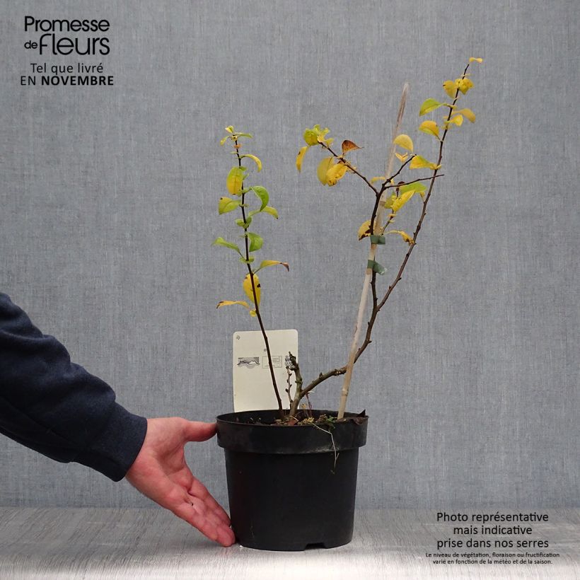 Exemplaar van Chaenomeles speciosa Yukigoten - Chinese sierkwee Pot van 3 l/4 l zoals geleverd in de herfst