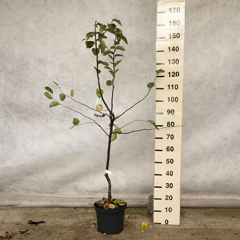 Exemplaar van Kweepeer Vranja Pot van 7,5 l/10 l, Kelkvormig zoals geleverd in de herfst