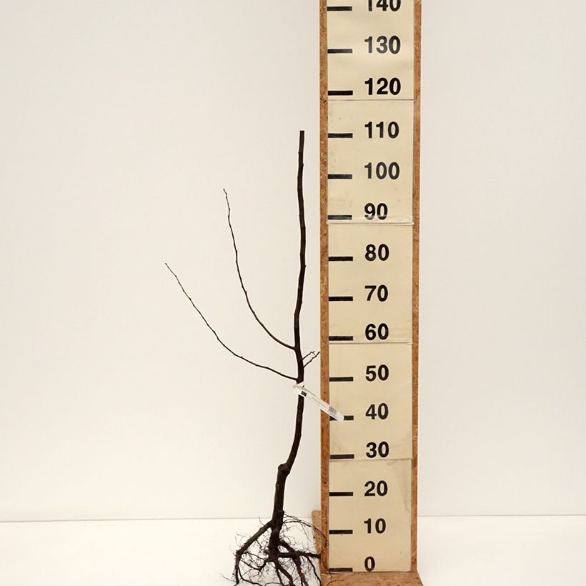 Exemplaar van Kweepeer Portugal BIO Naakte wortel, Onderstam zoals geleverd in de winter