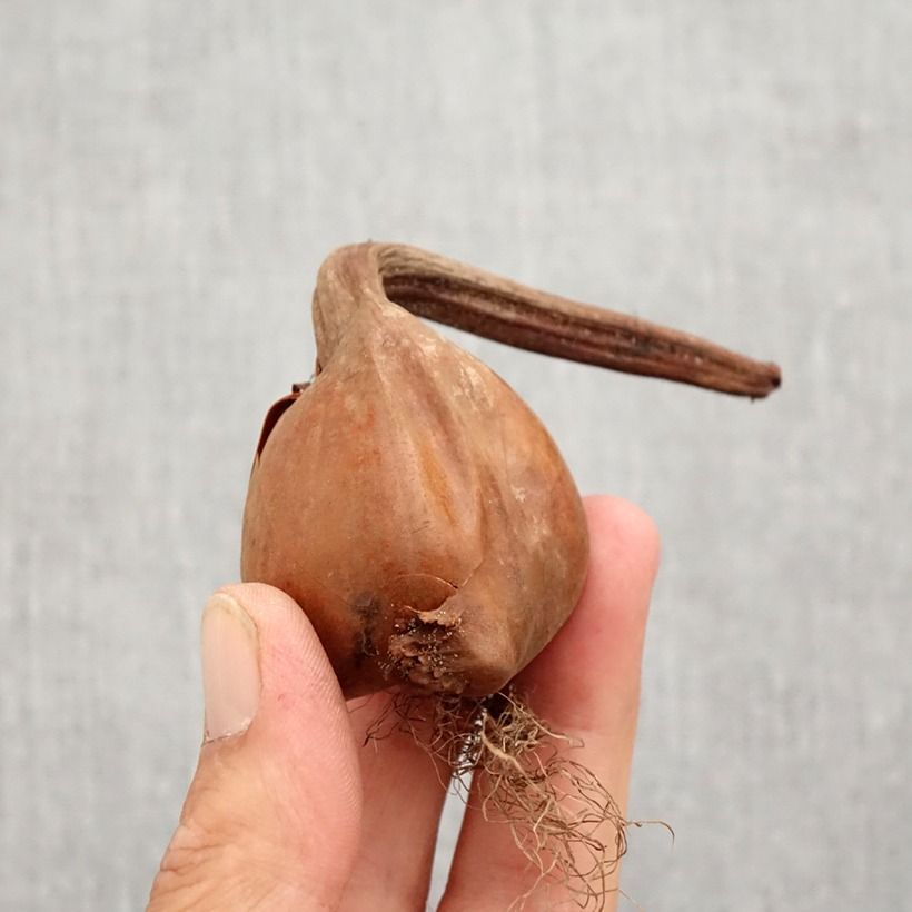 Example of Colchicum autumnale Pleniflorum ou Roseum Plenum - Colchique d'automne Bol size 13+ as you get in automne