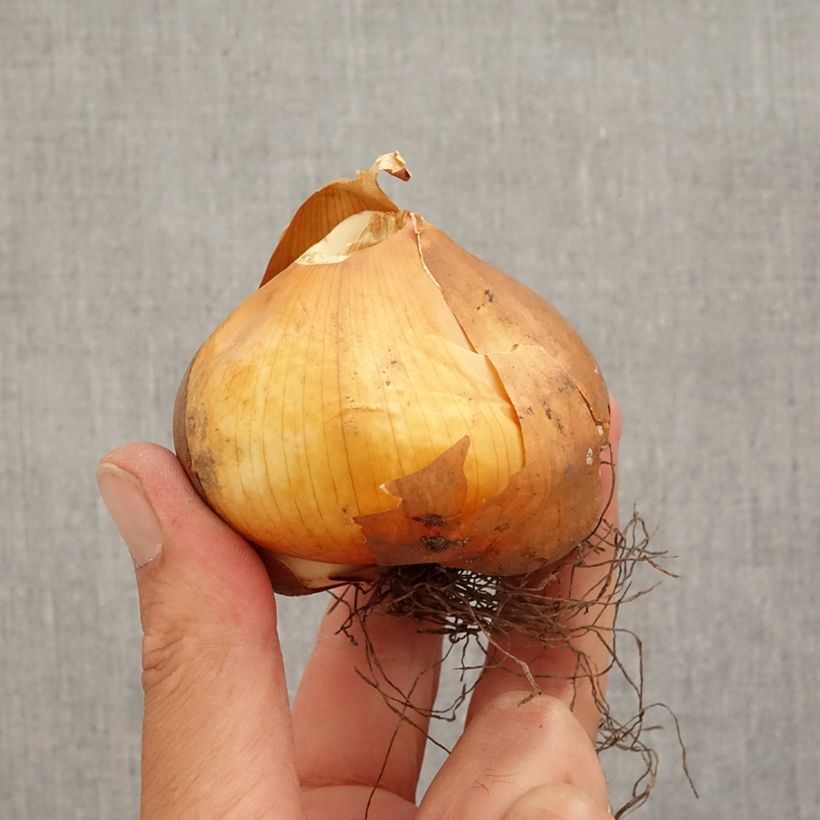 Example of Colchicum cilicicum - Colchique de Cilicie Bol size 18/20 as you get in automne