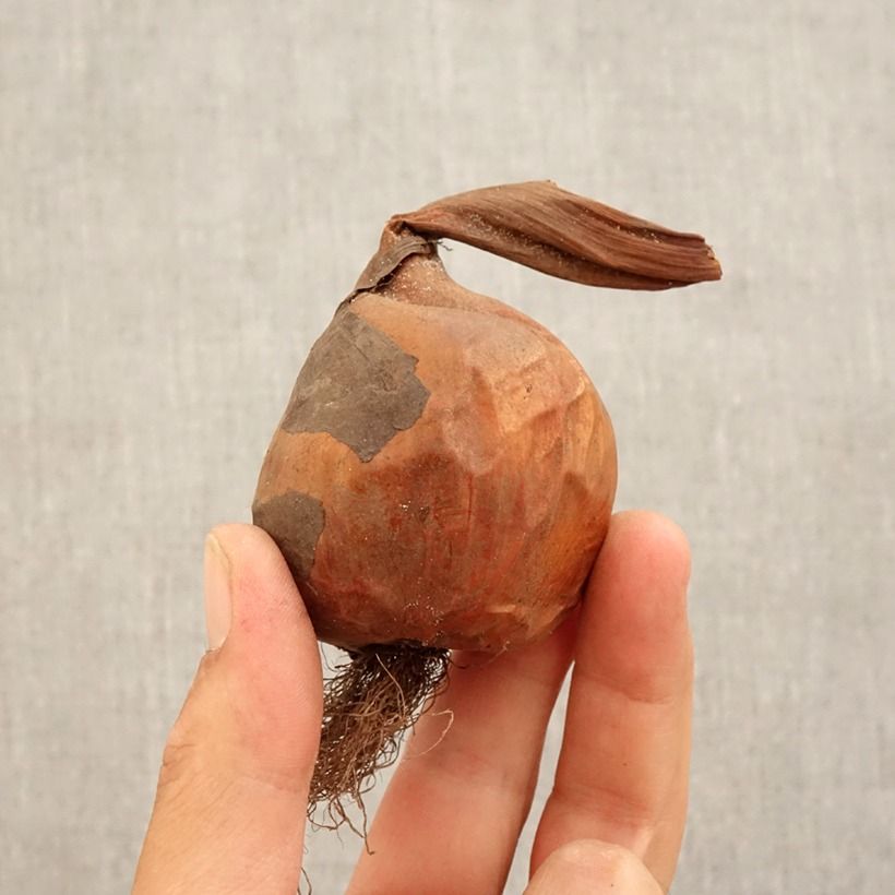 Example of Colchicum autumnale Pannonicum - Herfsttijloos Bol size 14+ as you get in automne