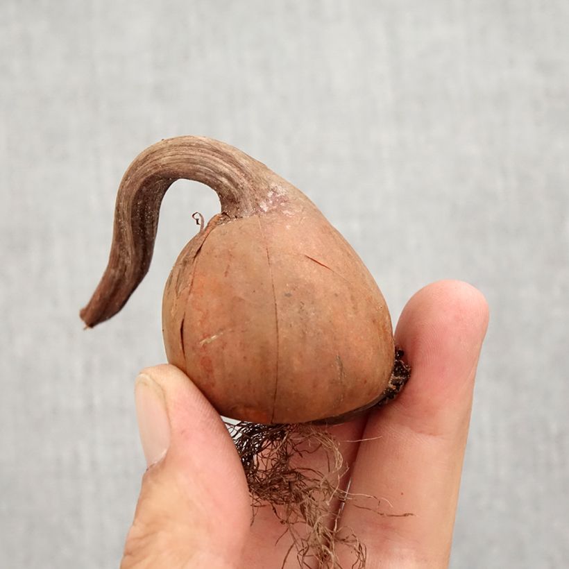 Example of Colchique autumnale Album - Colchique d'automne Bol size 13+ as you get in automne