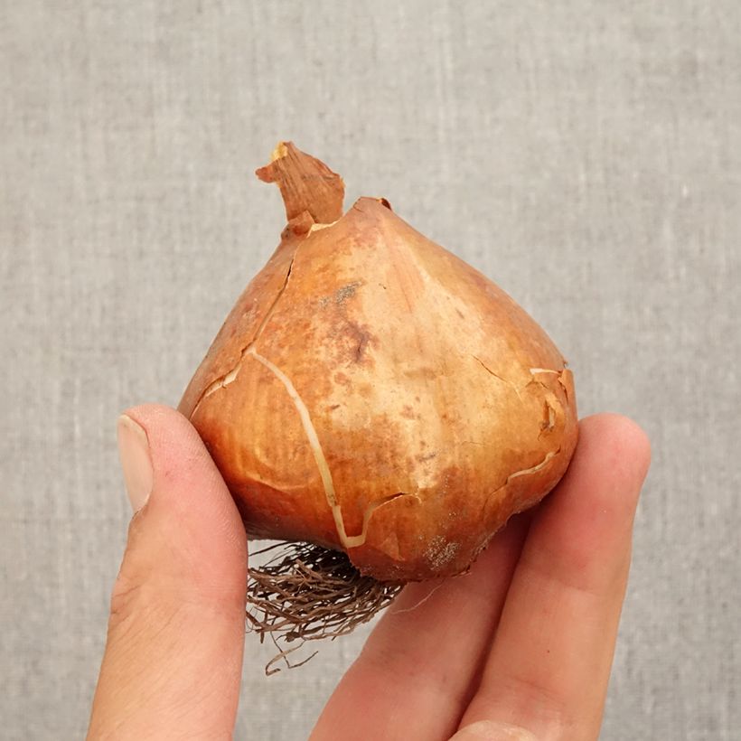 Example of Colchique Hybride lilac wonder* Bol size 20+ as you get in automne