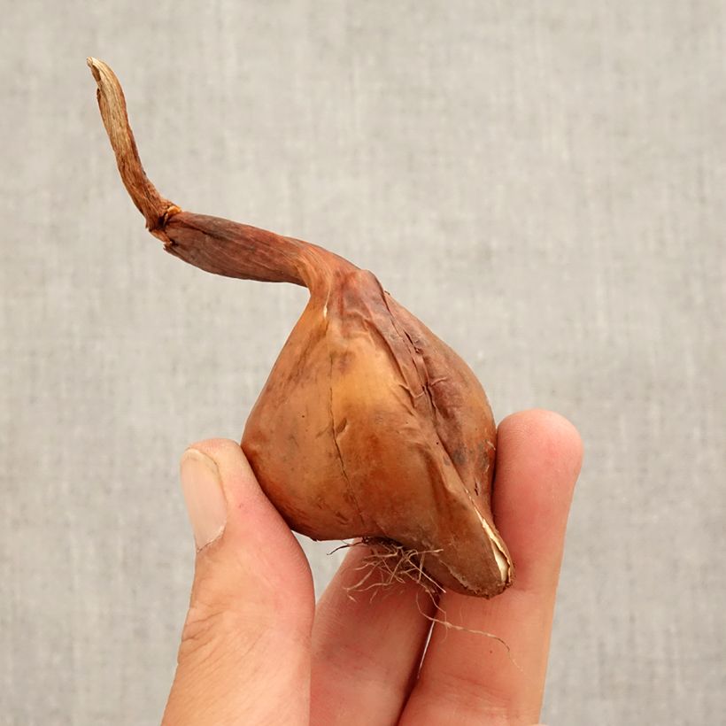 Example of Colchique hybride Waterlily Bol size 14+ as you get in automne